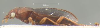Media type: image;   Entomology 32990 Aspect: habitus lateral view